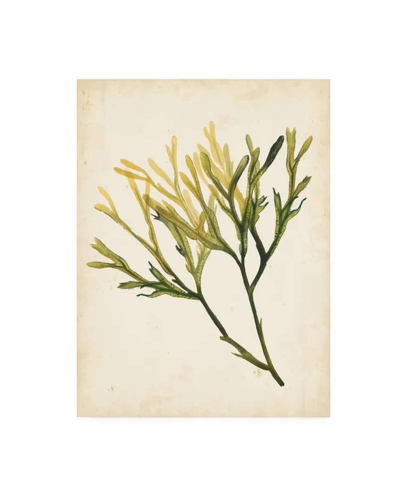 Grace Popp Watercolor Sea Grass V Canvas Art