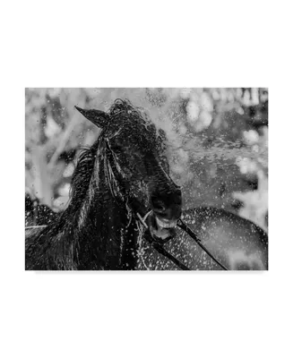 Andres Pluchinotta Splash Black Horse Canvas Art