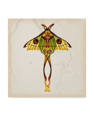 Melissa Wang Butterfly Study I Canvas Art