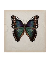 Melissa Wang Butterfly Study Iii Canvas Art - 27" x 33"