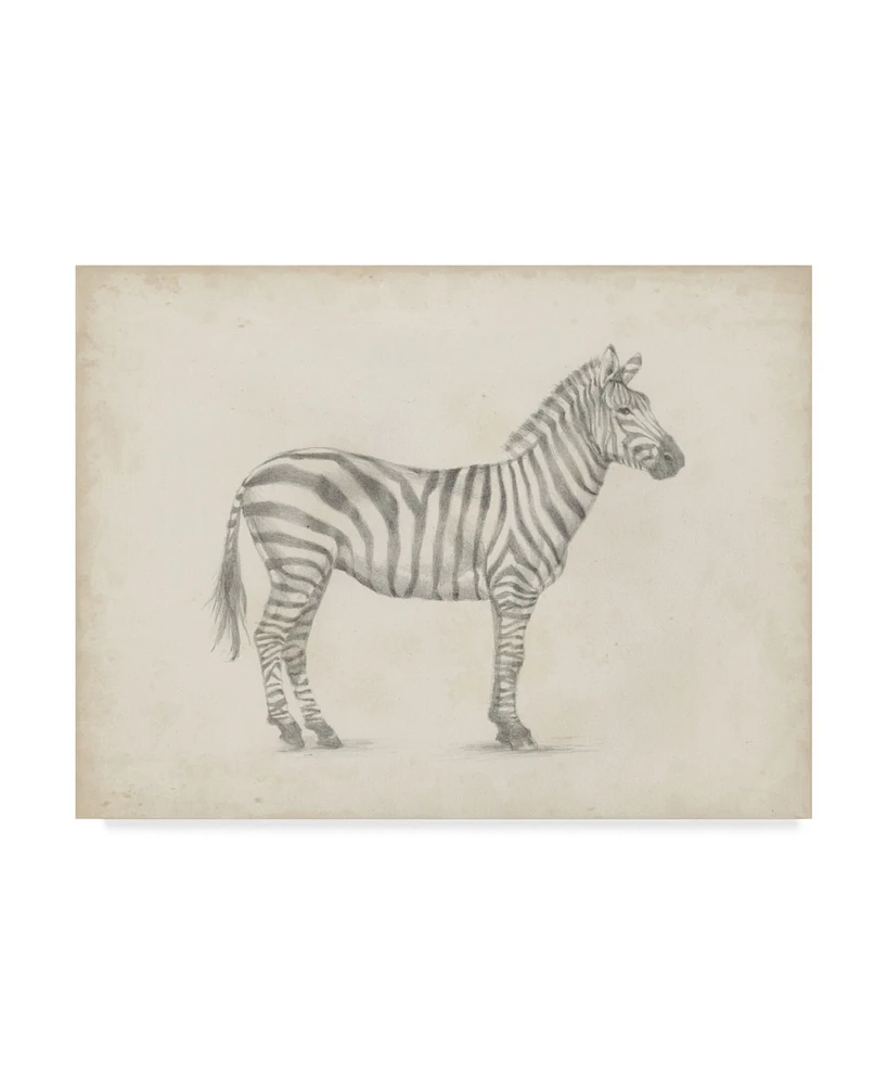 Ethan Harper Zebra Sketch Canvas Art - 37" x 49"