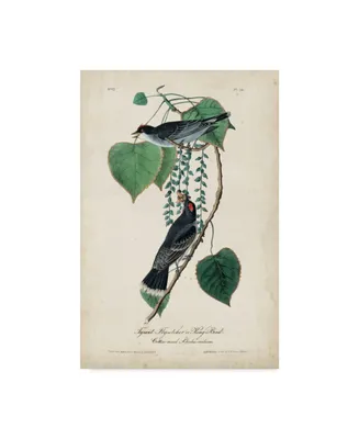 John James Audubon Flycatcher and King Bird Canvas Art