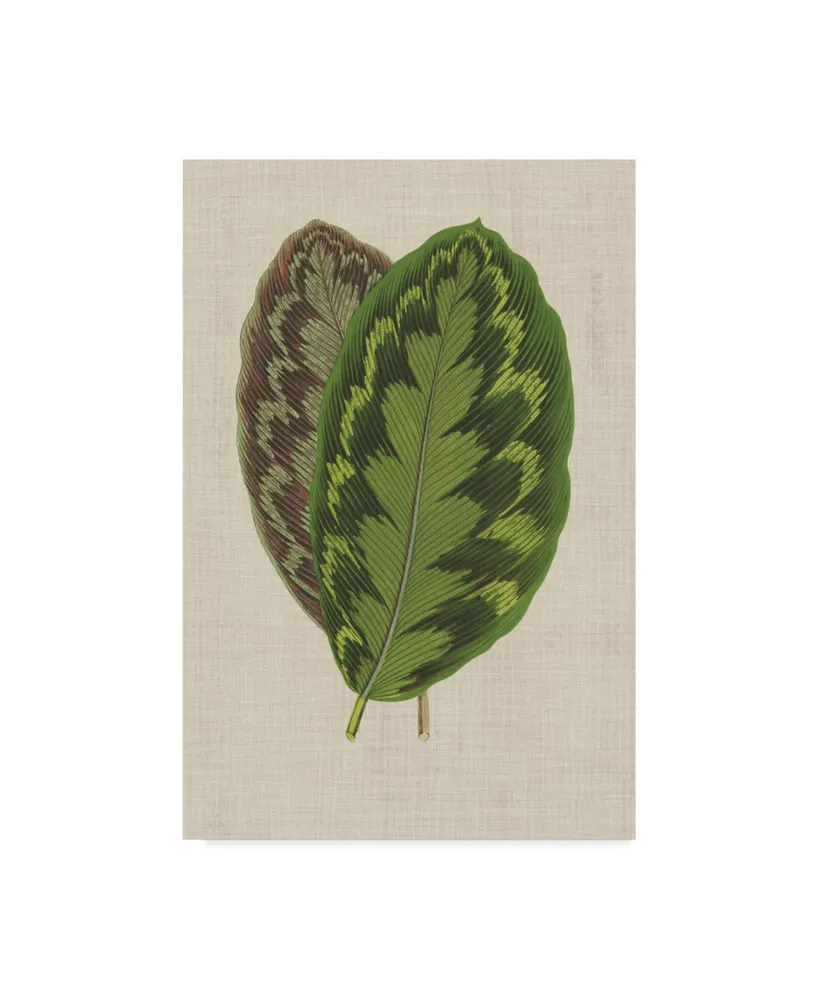 Unknown Leaves on Linen Iv Canvas Art