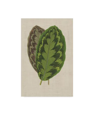 Unknown Leaves on Linen Iv Canvas Art