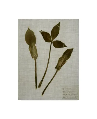 Vision Studio Pressed Leaves on Linen Iv Canvas Art