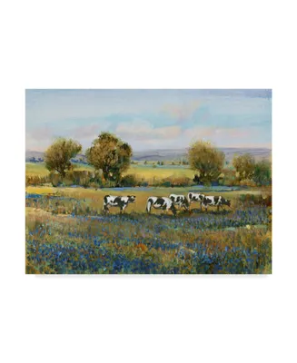 Tim Otoole Field of Cattle I Canvas Art