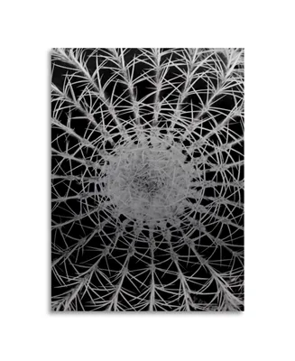 Kurt Shaffer Barrel Cactus Floating Brushed Aluminum Art - 22" x 25"