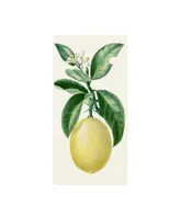 Turpin Turpin Fruit I Canvas Art - 15" x 20"