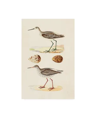 Morris Sandpipers and Eggs Ii Canvas Art