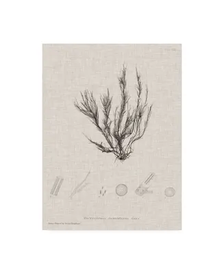 Henry Bradbury Charcoal and Linen Seaweed Vi Canvas Art