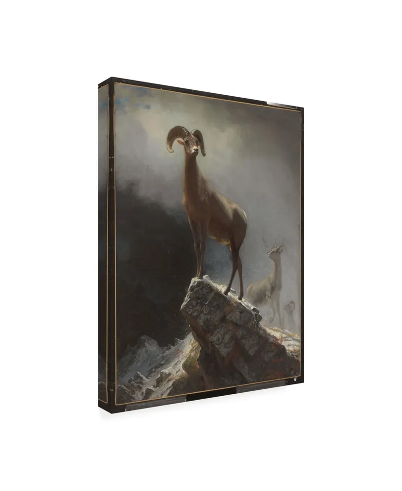 Albert Bierstadt Rocky Mountain Sheep or Big Horn, Ovis, Montana Canvas Art