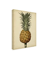 George Brookshaw Brookshaw Antique Pineapple Ii Canvas Art - 36.5" x 48"