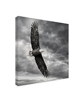 Ph Burchett Eagle in Flight Canvas Art - 20" x 25"