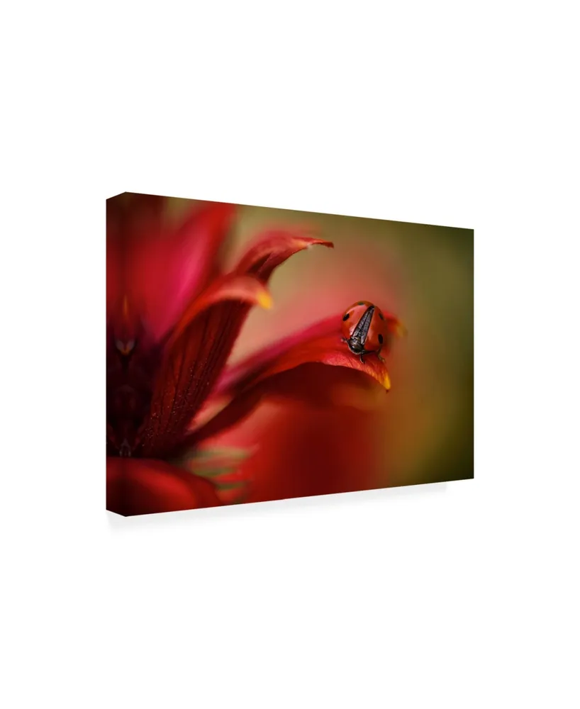 Mandy Disher Simply Red Canvas Art