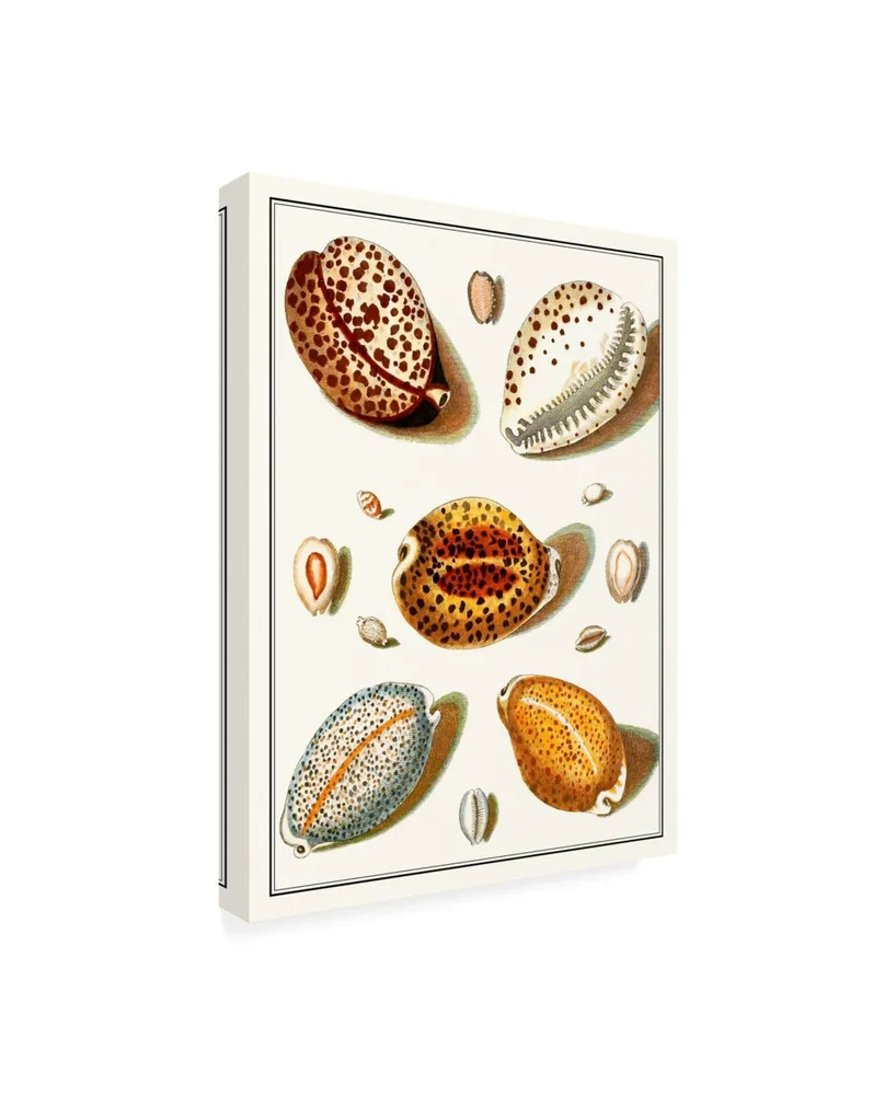 Vision Studio Collected Shells Iii Canvas Art