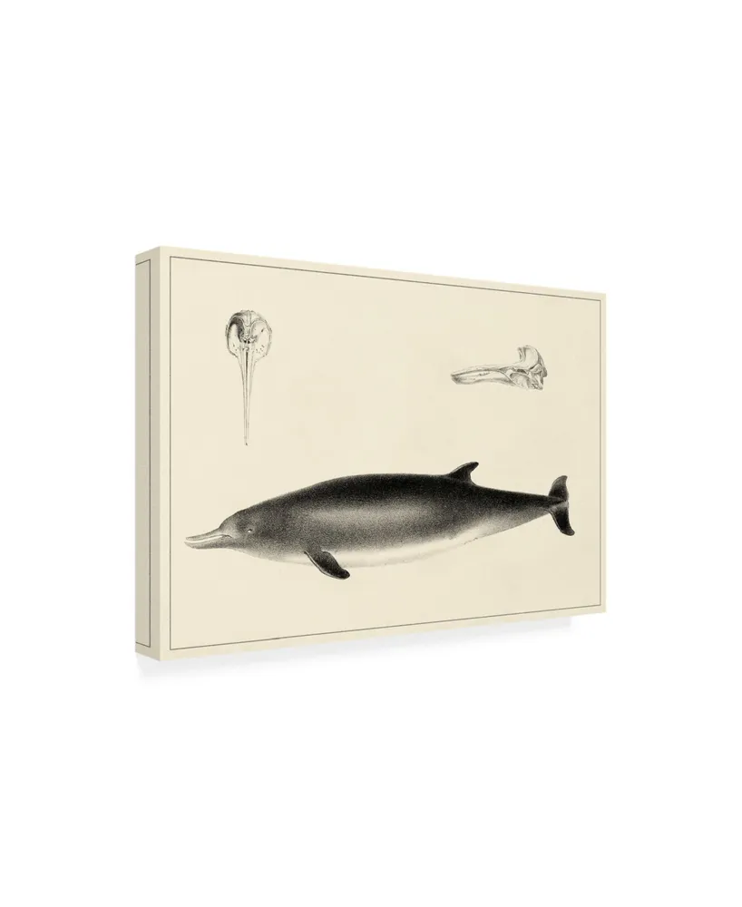 Unknown Antique Dolphin Study I Canvas Art