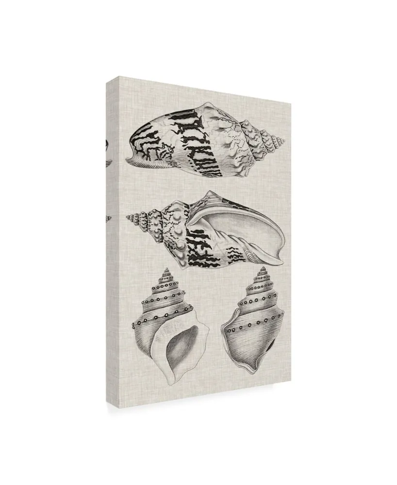 Vision Studio Charcoal & Linen Shells Iv Canvas Art