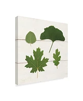 Wild Apple Portfolio Leaf Chart V Shiplap Canvas Art - 15" x 20"