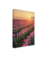 Alan Majchrowicz Skagit Valley Tulips Ii Canvas Art - 20" x 25"