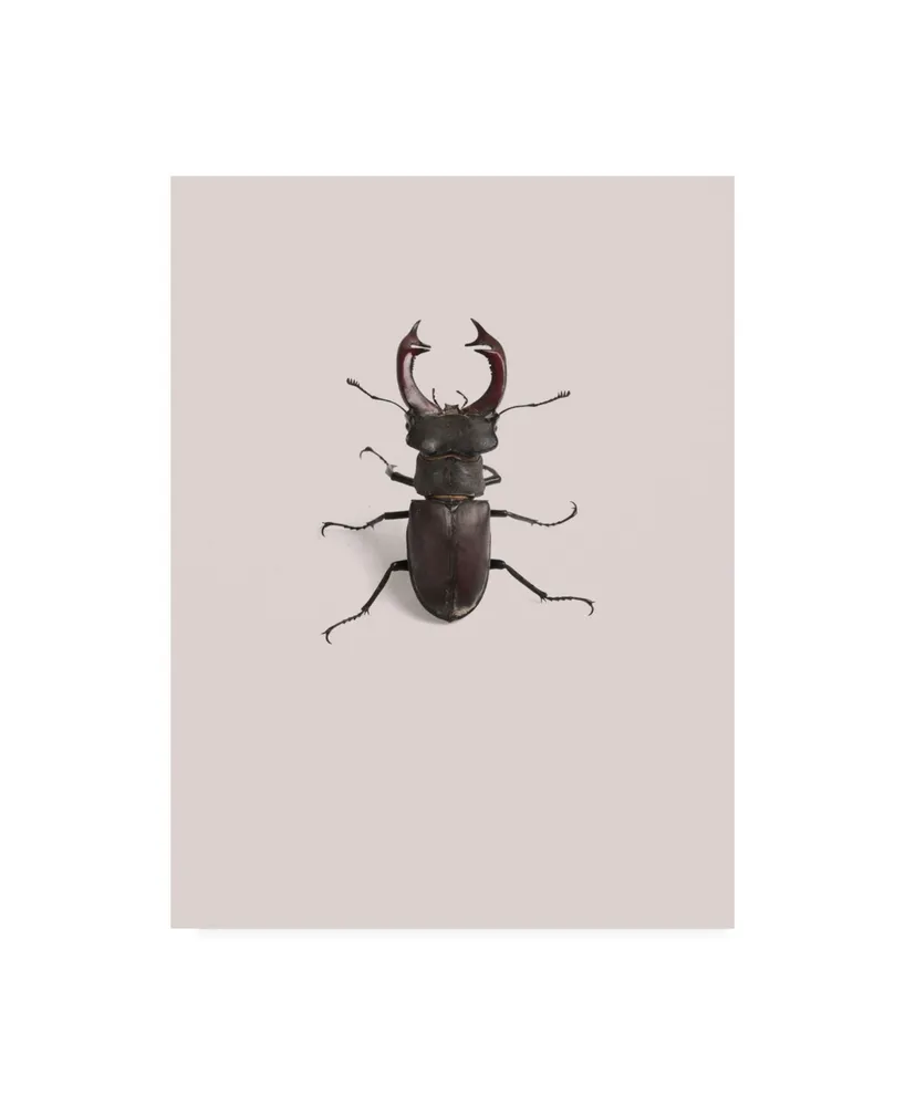 Incado Lucanus cervus Canvas Art