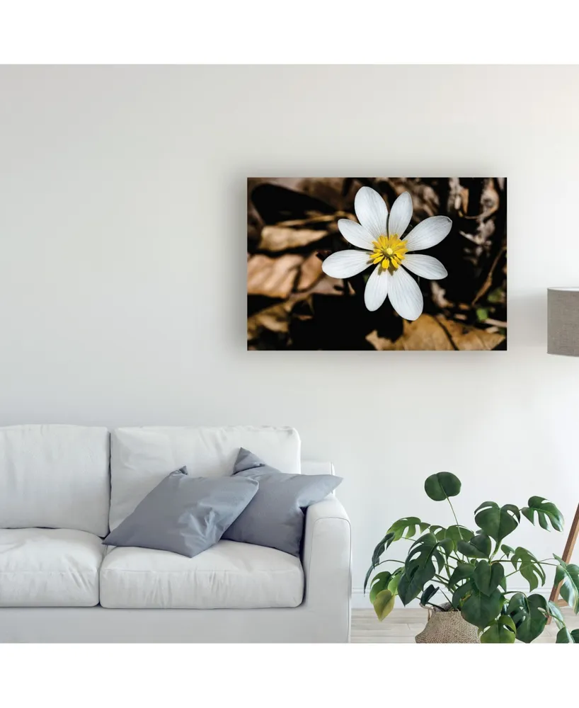 Kurt Shaffer Bloodroot Flower Canvas Art