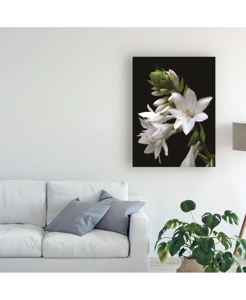 Kurt Shaffer White Hosta Flower Canvas Art