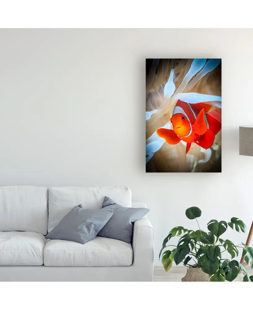 Jan Abadschieff Clownfish Defends His White Anemone Canvas Art - 20" x 25"