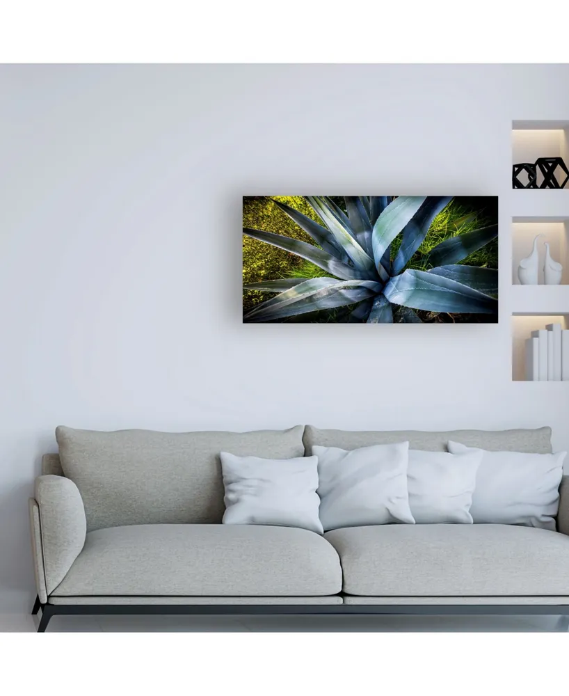 Dan Ballard Agave Canvas Art