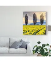 Alan Majchrowicz Skagit Valley Daffodils Ii Canvas Art - 15" x 20"