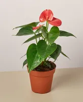 Anthurium Live Plant