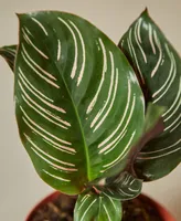 Calathea 'Ornata' Live Plant