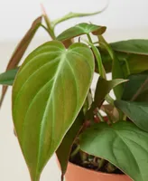 Philodendron 'Velvet' Live Plant, 4" Pot