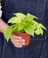 Pothos 'Neon' Live Plant, 4" Pot