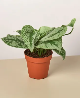 Pothos 'Silver Splash' Live Plant