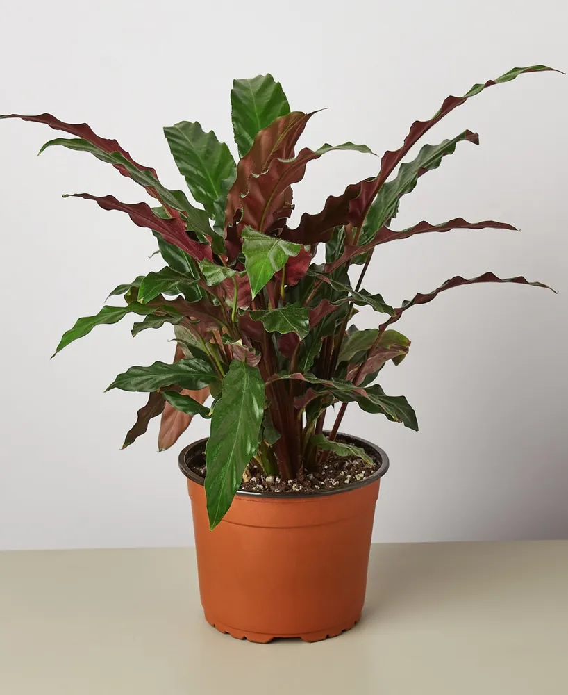 Calathea Rufibarba 'Furry Feather' Live Plant, 6" Pot