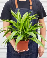 Dracaena Deremensis 'Lemon Suprise' Live Plant, 6" Pot