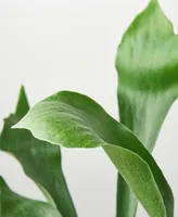 Staghorn Fern Live Plant, 6" Pot