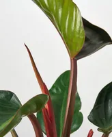 Philodendron 'Congo Rojo' Live Plant, 6" Pot