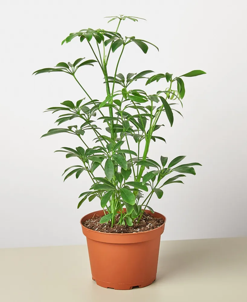 Schefflera Arboricola 'Umbrella Plant' Live Plant, 6" Pot