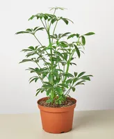 Schefflera Arboricola 'Umbrella Plant' Live Plant, 6" Pot