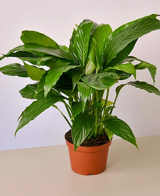 Spathiphyllum 'Peace Lily' Live Plant, 6" Pot