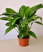 Spathiphyllum 'Peace Lily' Live Plant, 6" Pot