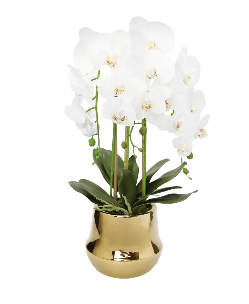 Orchid Plant in Round Shiny Vase - Gold