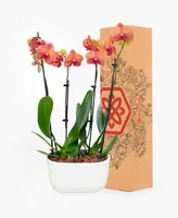 BloomsyBox Barcelona Orchid Duo Live Plant