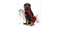 Tuffy Ultimate Tug-o-War Red Paw, Dog Toy