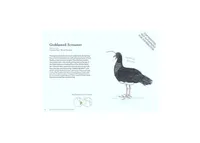 The Field Guide to Dumb Birds of the Whole Stupid World by Matt Kracht