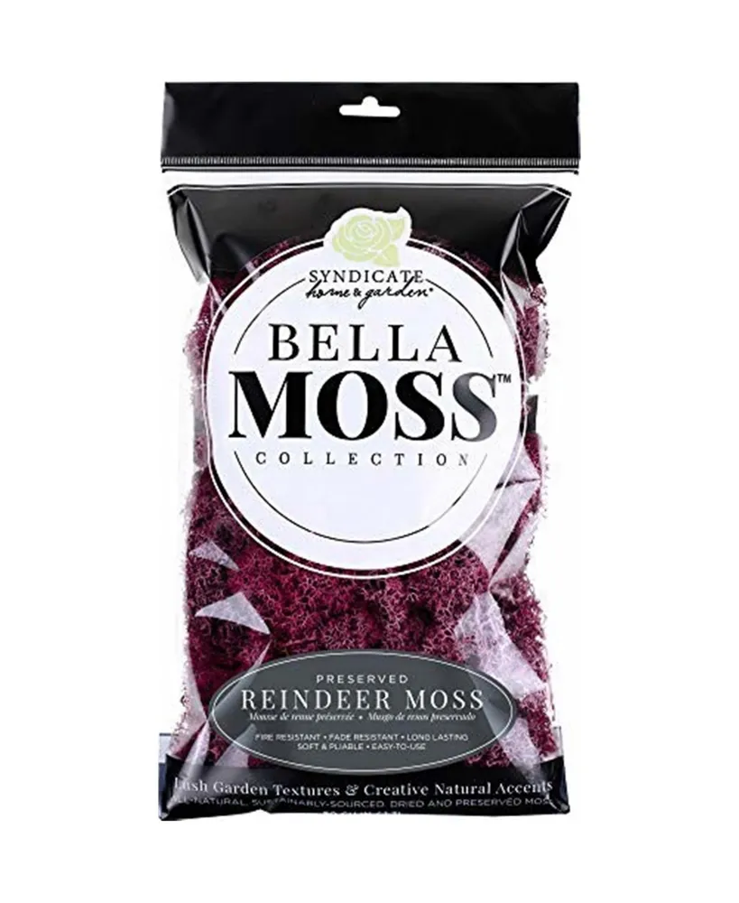 Bella Moss Preserved Reindeer Moss, Sangria, 80 cu in.