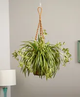 Nearly Natural Spider Artificial Plant Hanging Basket