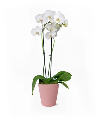 BloomsyBox Paris in Pink Orchid Live Plant