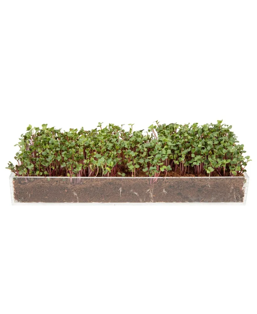 Window Garden Microgreens Grow Kit - Includes Microgreen Seeds, Fiber Soil, Acrylic Growing Tray, Sprayer - Fresh Organic Greens